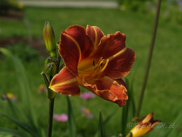 Hemerocallis Pfennigparade_Köhlein 1981.JPG